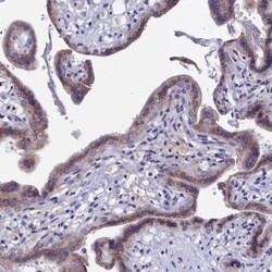 GPR108 Antibody, Novus Biologicals:Antibodies:Primary Antibodies